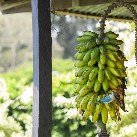 Coffee Garden Ranch Costa Rica Leilighet Concepcion  Eksteriør bilde