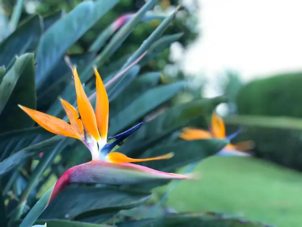 Coffee Garden Ranch Costa Rica Leilighet Concepcion  Eksteriør bilde