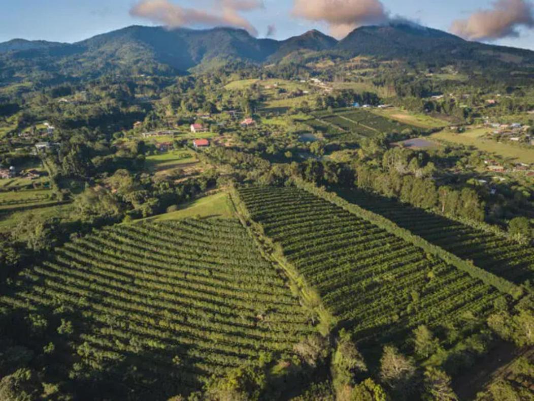 Coffee Garden Ranch Costa Rica Leilighet Concepcion  Eksteriør bilde