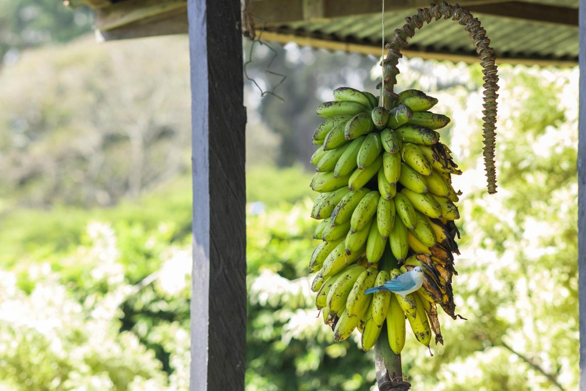 Coffee Garden Ranch Costa Rica Leilighet Concepcion  Eksteriør bilde